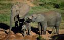 Addo Elephant Park