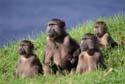 baboons are common at Cape Point