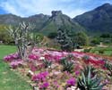 Flowers in the Cape