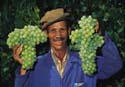 grape picking in the wine lands