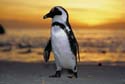 Jackass Pinguin at Betty's Bay