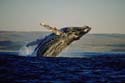 Whale watching at it's best