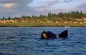 Whale Watching very close to shore